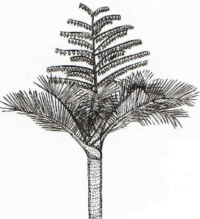 Terminal Suprafoliar